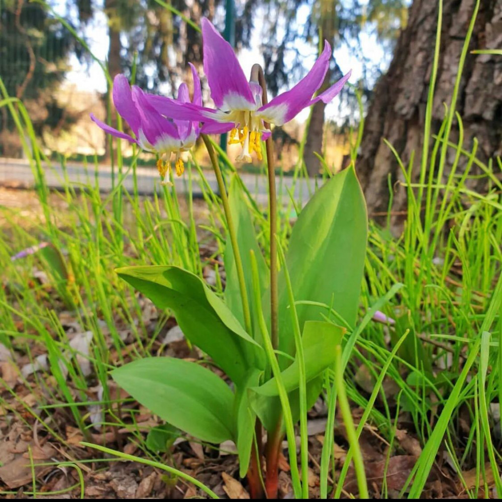 Олар жұлдыруға терең енеді